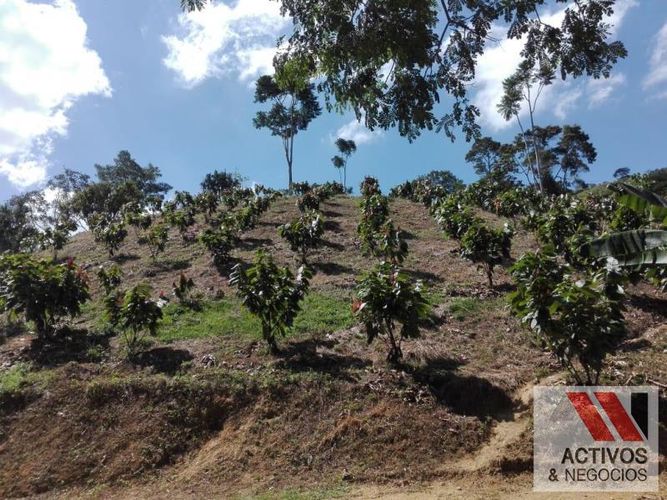Finca en venta en La floresta, Maceo - Miniatura 3
