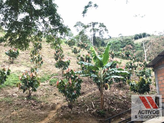 Finca en venta en La floresta, Maceo - Miniatura 4