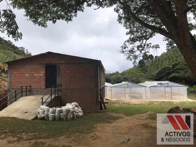 Finca en venta en La floresta, Maceo - Miniatura 7