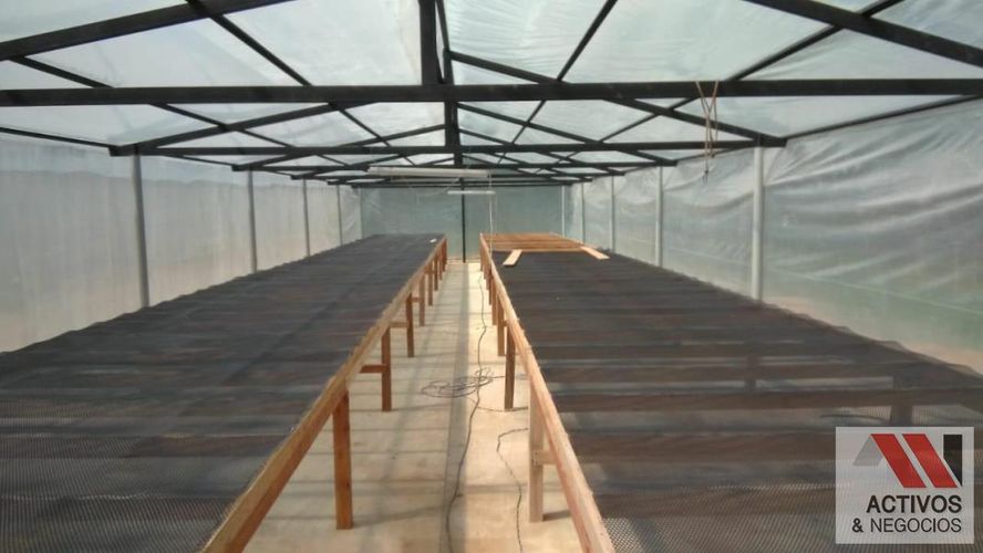 Finca en venta en La floresta, Maceo - Miniatura 11