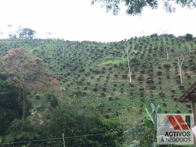 Finca en venta en La floresta, Maceo - Miniatura 12