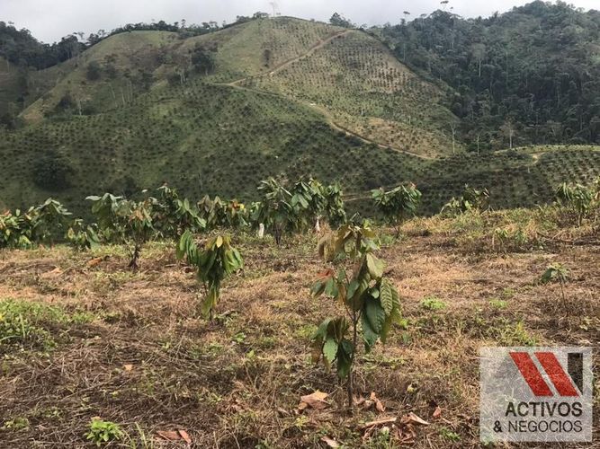 Finca en venta en La floresta, Maceo - Miniatura 14