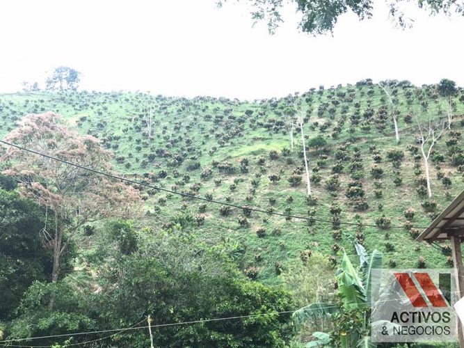 Finca en venta en La floresta, Maceo - Miniatura 15