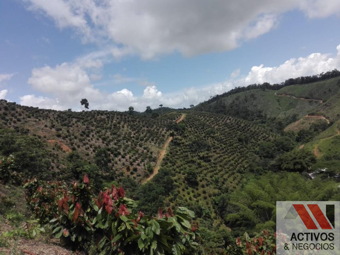 Finca en venta en La floresta, Maceo - Miniatura 19