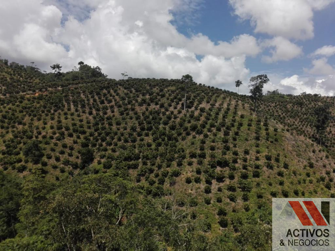 Finca en venta en La floresta, Maceo - Miniatura 20