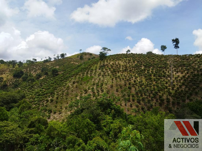 Finca en venta en La floresta, Maceo - Miniatura 21