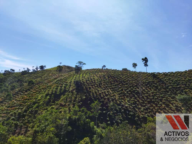Finca en venta en La floresta, Maceo - Miniatura 23