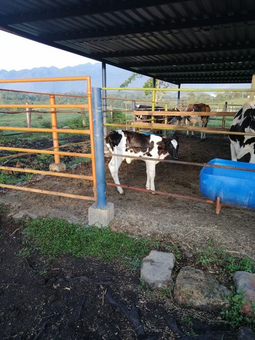 Finca en  Venta en Guadalupe - Miniatura 6