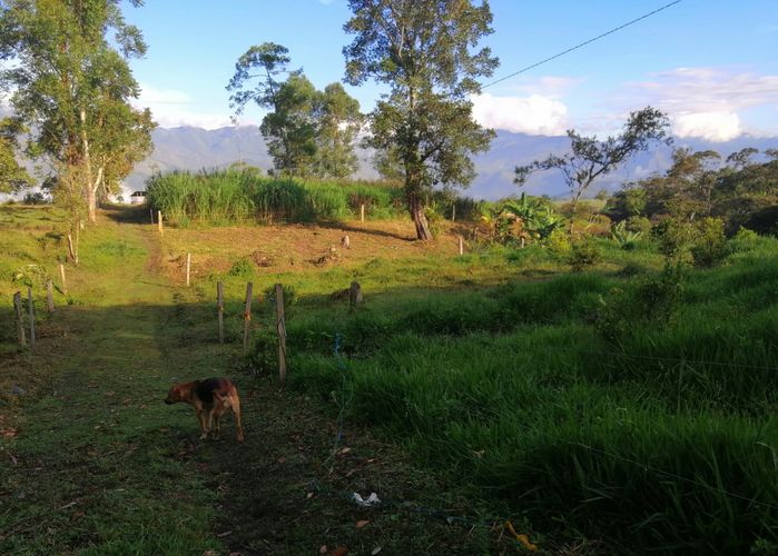 Finca en  Venta en Guadalupe - Miniatura 9