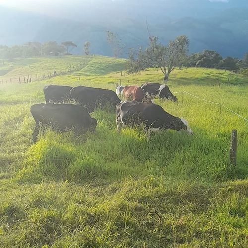 Finca en  Venta en Guadalupe - Miniatura 11