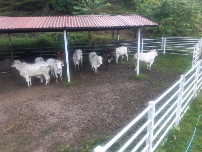 Finca en Venta en Monterredondo, Belalcazar - Miniatura 6