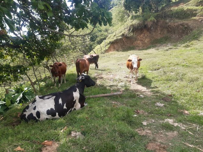Finca en Venta en Monterredondo, Belalcazar - Miniatura 11