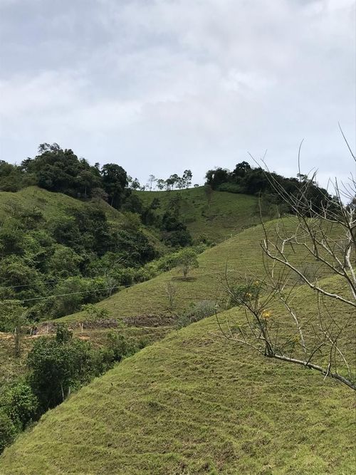 Finca en Venta en Anserma - Miniatura 6
