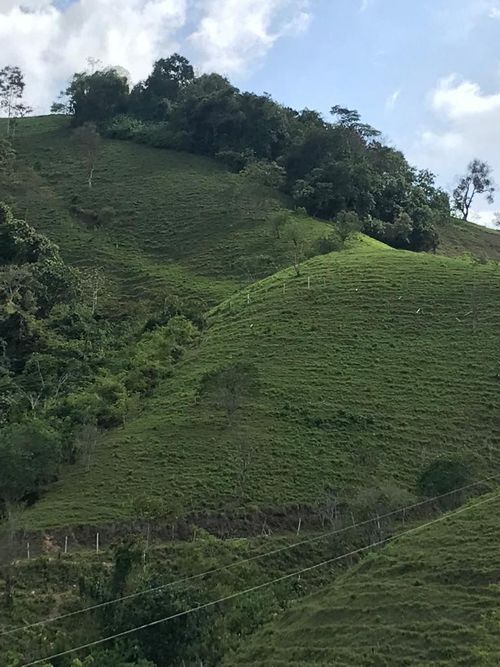 Finca en Venta en Anserma - Miniatura 9