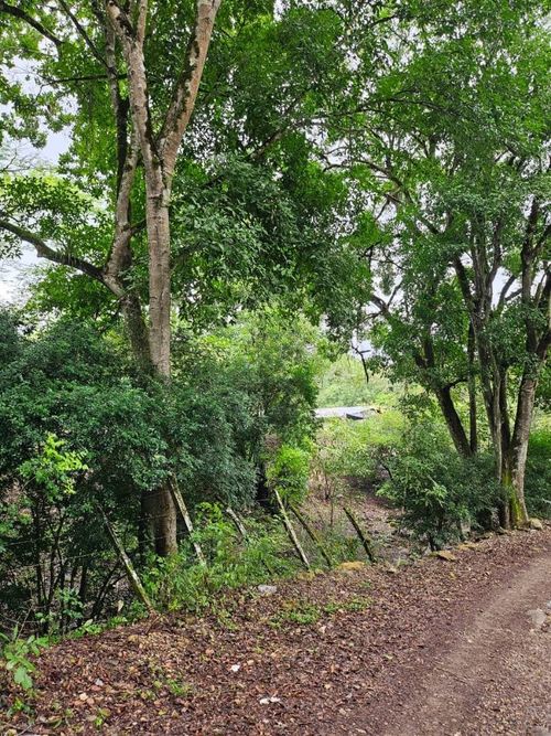 Finca en venta en La chica, Tierralta - Miniatura 8