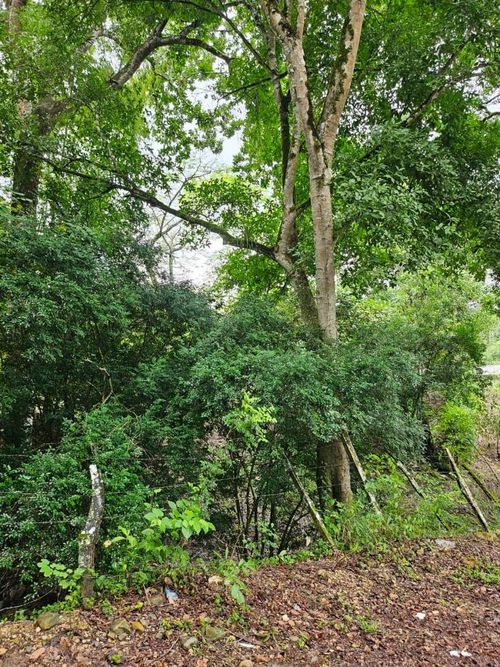 Finca en venta en La chica, Tierralta - Miniatura 12