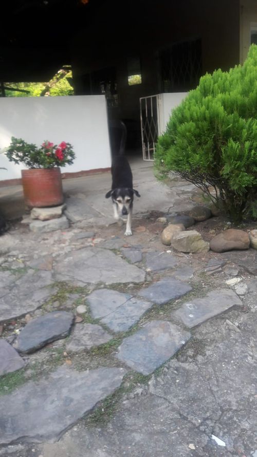 Finca en venta en La chica, Tierralta - Miniatura 18