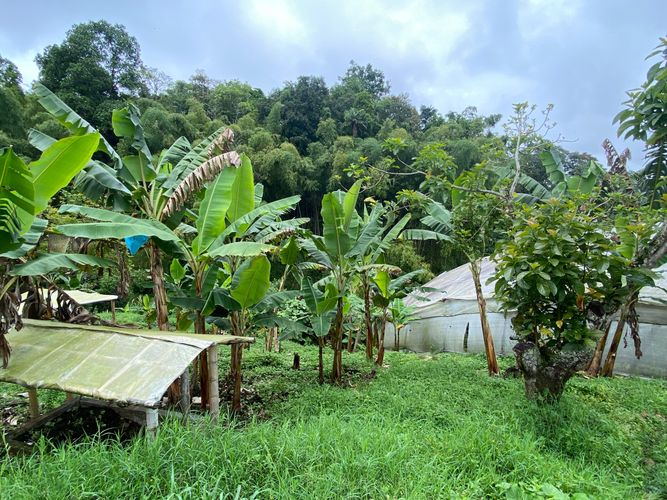 Finca en  Arriendo en Filandia - Miniatura 6