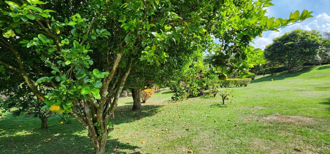 Finca en Arriendo en La calda, Barbosa - Miniatura 14