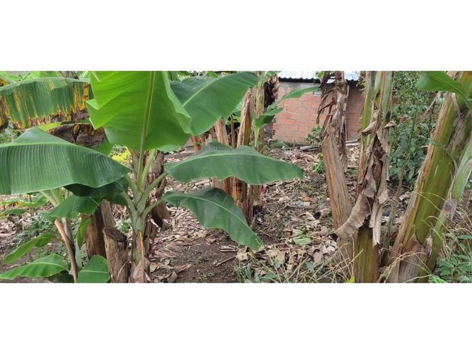 Finca en  Venta en Barcelona alta, Circasia - Miniatura 23