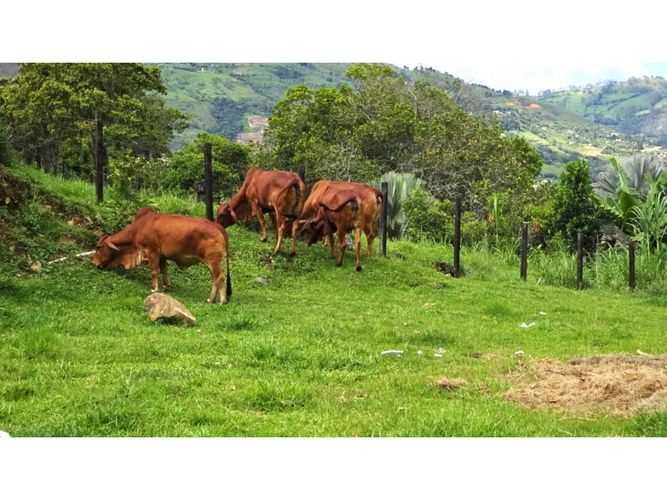 Finca en  Venta en Copacabana - Miniatura 19