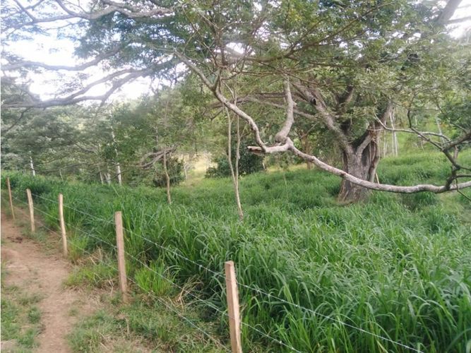 Finca en  Venta en Montería - Miniatura 6