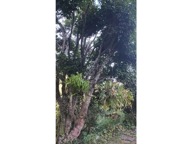 Finca en  Venta en Sopetran - Miniatura 19