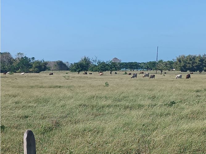 Finca en  Venta en Puerto escondido - Miniatura 4