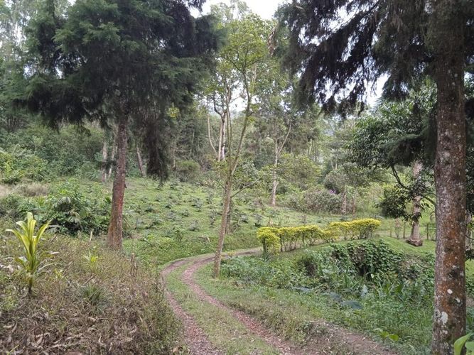 Finca en Venta en El rodeo, Dosquebradas - Miniatura 3