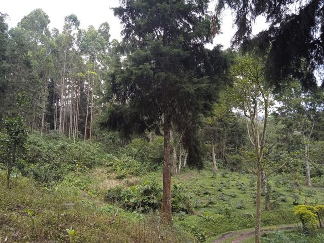 Finca en Venta en El rodeo, Dosquebradas - Miniatura 4