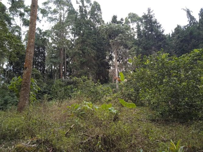 Finca en Venta en El rodeo, Dosquebradas - Miniatura 5