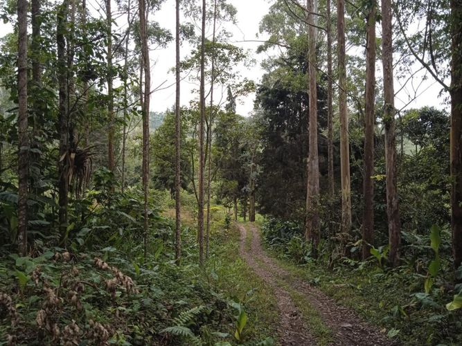 Finca en Venta en El rodeo, Dosquebradas - Miniatura 6