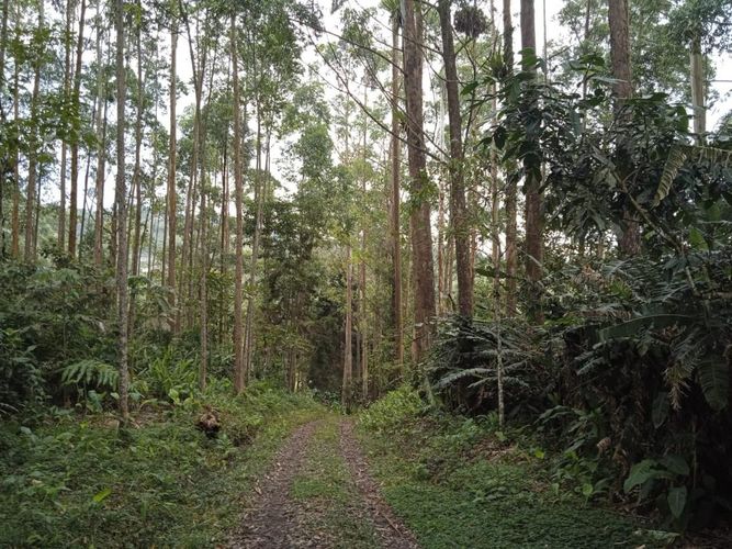 Finca en Venta en El rodeo, Dosquebradas - Miniatura 8