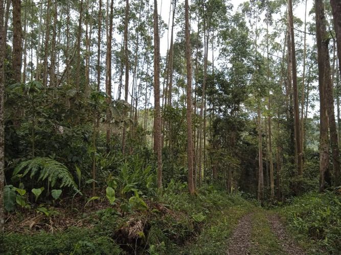 Finca en Venta en El rodeo, Dosquebradas - Miniatura 9