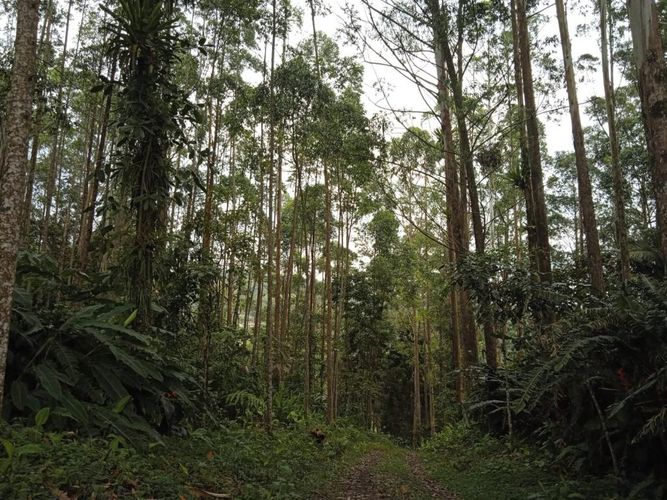 Finca en Venta en El rodeo, Dosquebradas - Miniatura 10