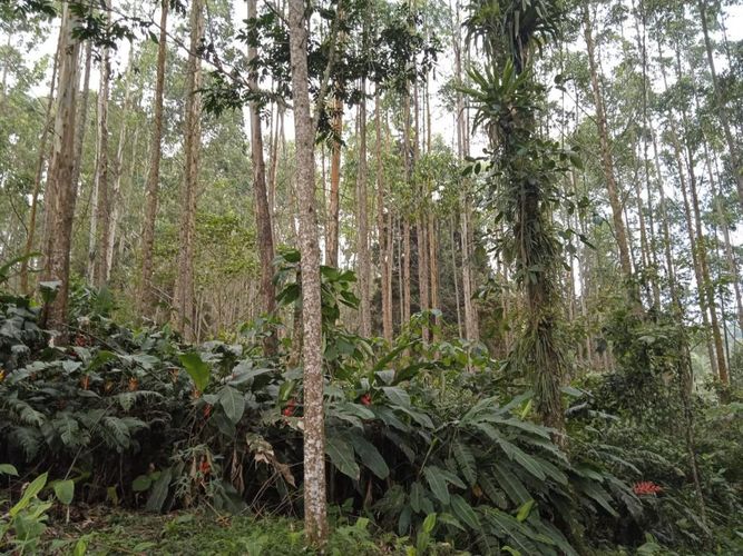 Finca en Venta en El rodeo, Dosquebradas - Miniatura 11