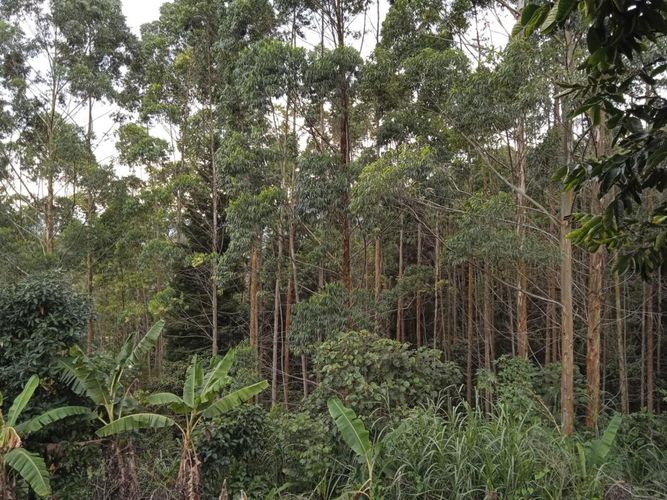 Finca en Venta en El rodeo, Dosquebradas - Miniatura 12