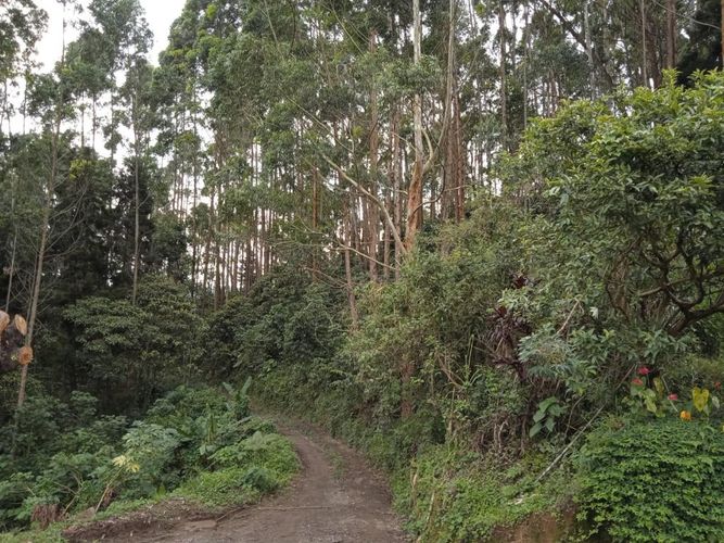 Finca en Venta en El rodeo, Dosquebradas - Miniatura 13
