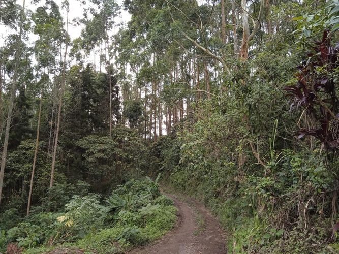 Finca en Venta en El rodeo, Dosquebradas - Miniatura 14
