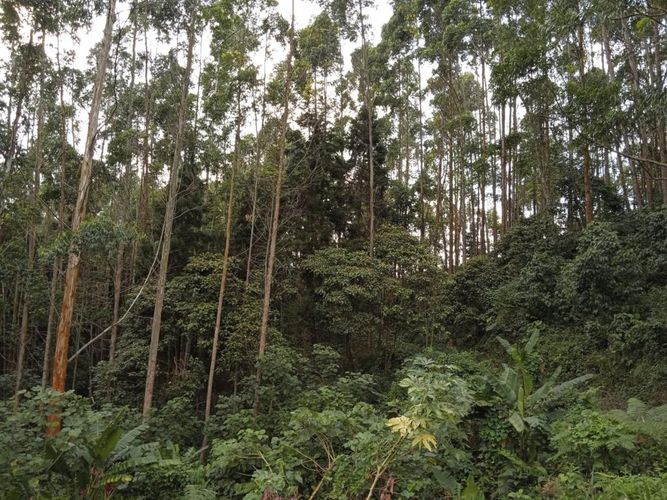 Finca en Venta en El rodeo, Dosquebradas - Miniatura 16