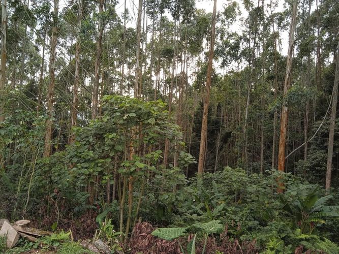 Finca en Venta en El rodeo, Dosquebradas - Miniatura 17