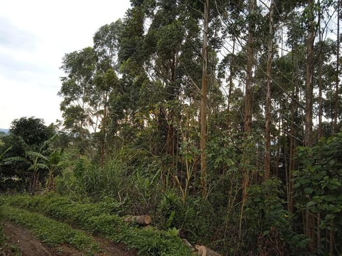Finca en Venta en El rodeo, Dosquebradas - Miniatura 18