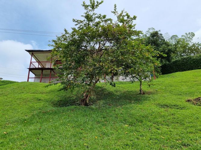 Finca en Arriendo en Sector plaza de bolivar, Pereira - Miniatura 18