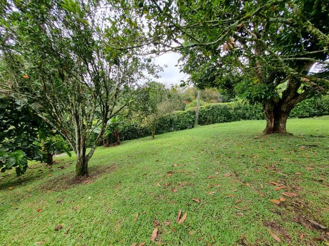 Finca en Arriendo en Sector plaza de bolivar, Pereira - Miniatura 27