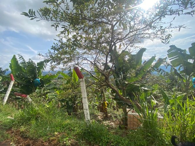Finca en Arriendo en El palmar, Dagua - Miniatura 3