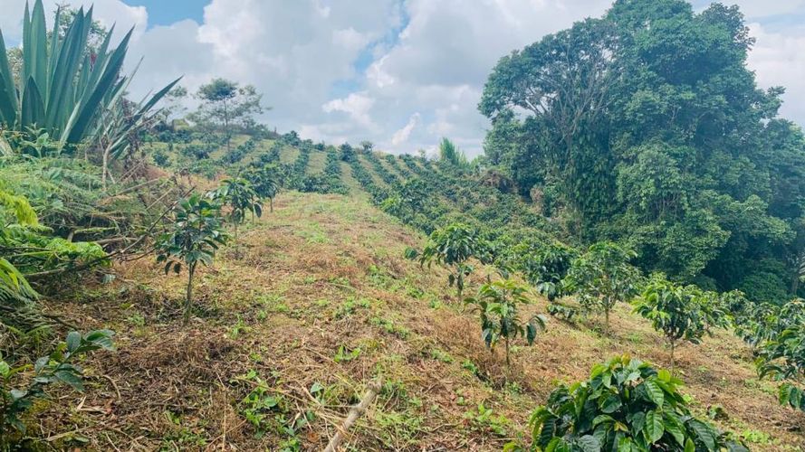Finca en Venta en San ramon, Santa rosa de cabal - Miniatura 5