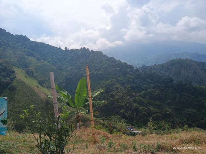 Finca en  Venta en Combia, Pereira - Miniatura 4
