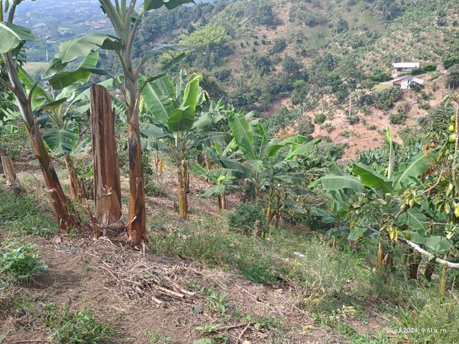 Finca en  Venta en Combia, Pereira - Miniatura 9