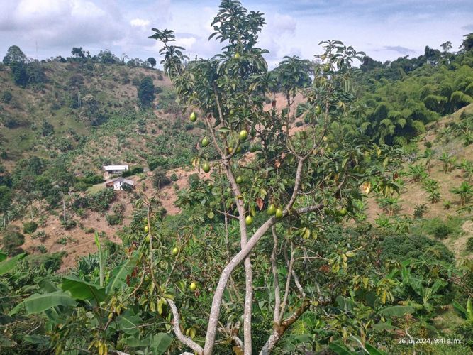 Finca en  Venta en Combia, Pereira - Miniatura 11