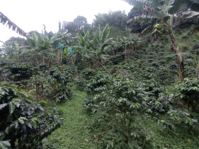 Finca en  Venta en Pereira - Miniatura 2